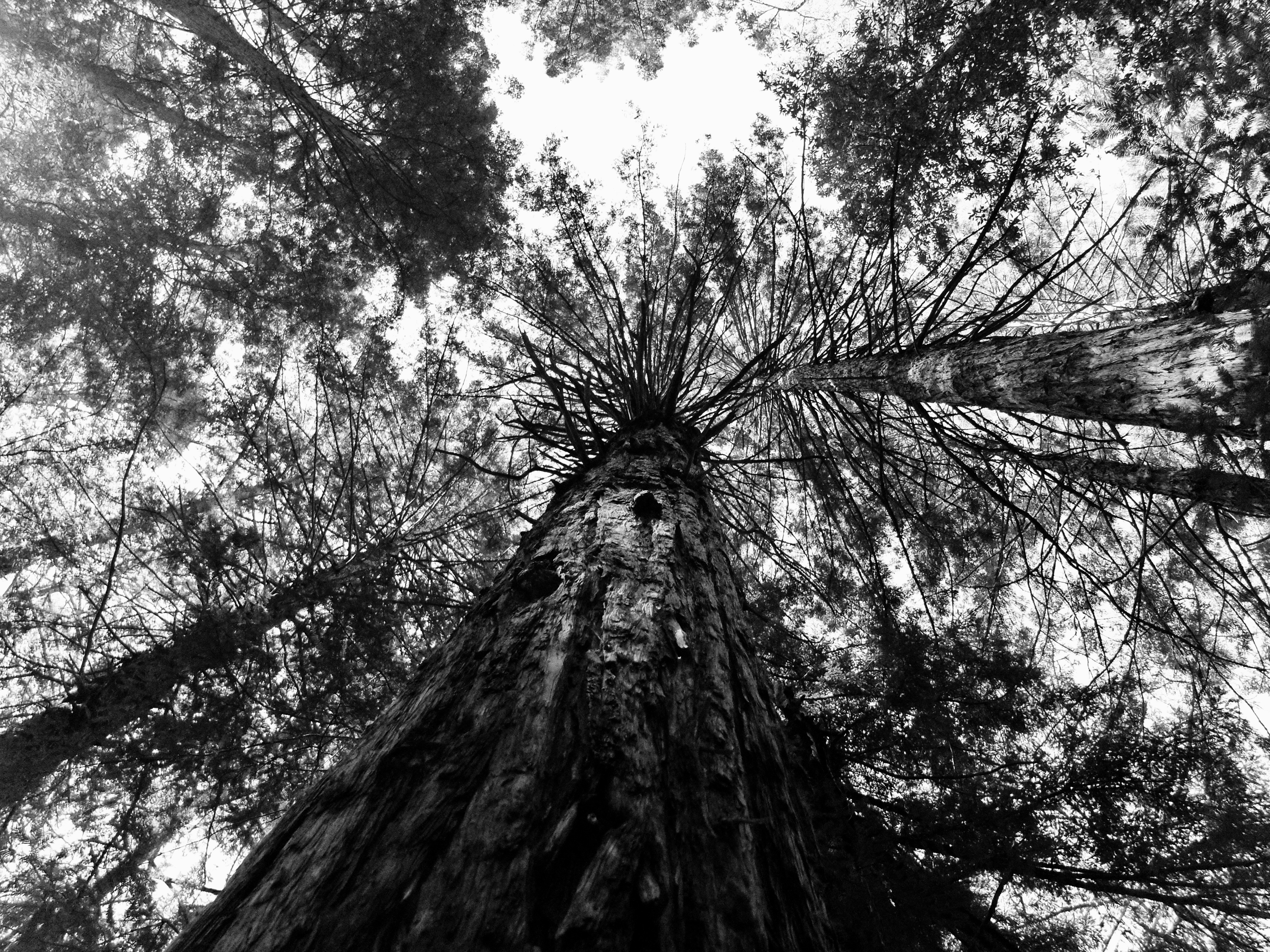 Thundering trees in muir woods, black and white